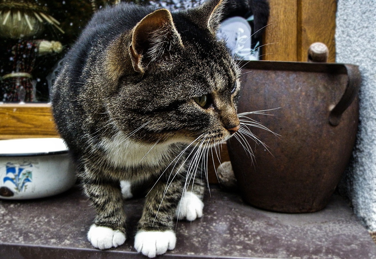 大熊猫彤彤死亡，国家的悲痛与反思